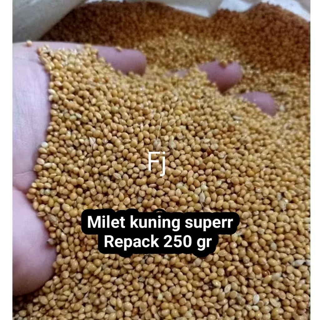 Milet Kuning Pakan Burung Kenari Perkutut Ternak Harian Supaya Gacor Kiloan Bersih Murah