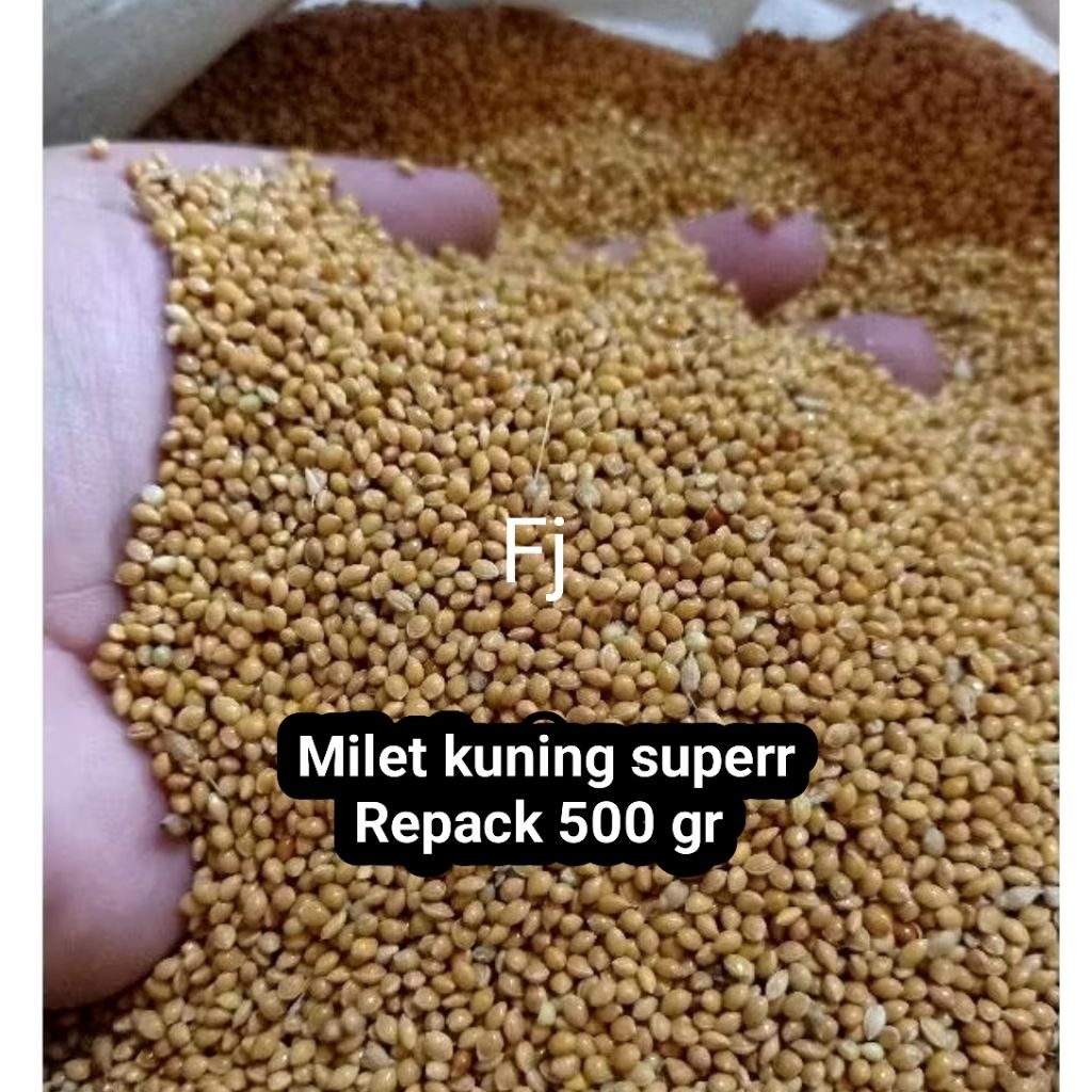Milet Kuning Pakan Burung Kenari Perkutut Ternak Harian Supaya Gacor Kiloan Bersih Murah