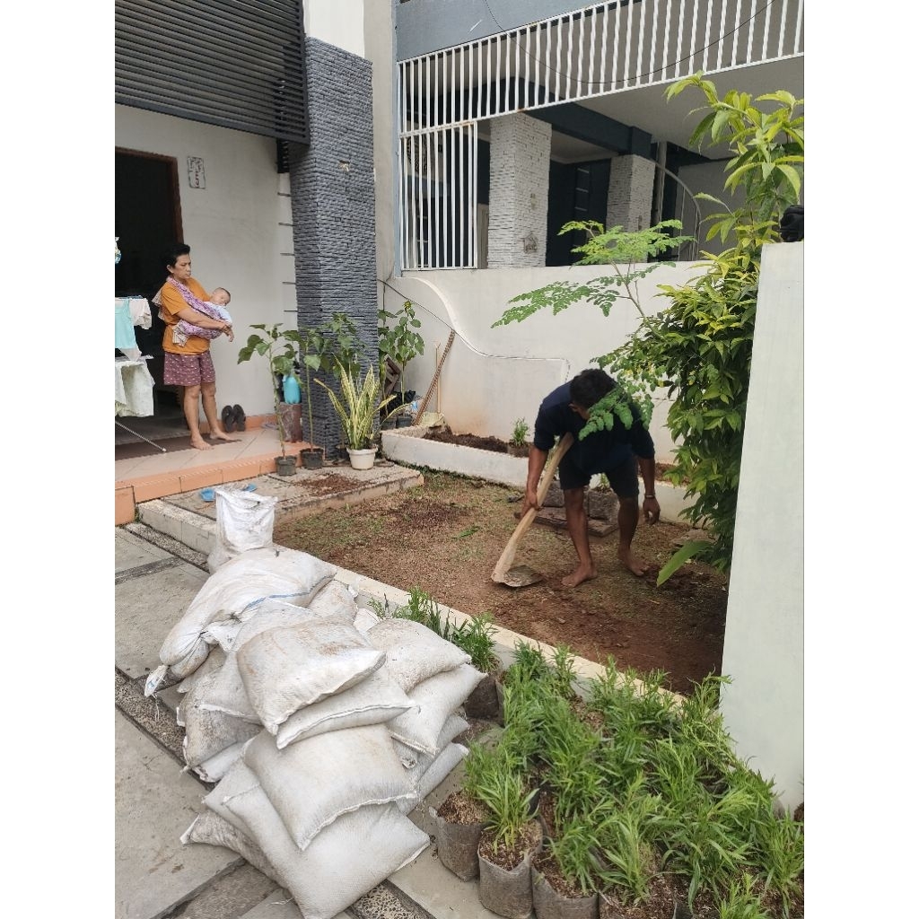 pemasangan rumput gajah mini per meter