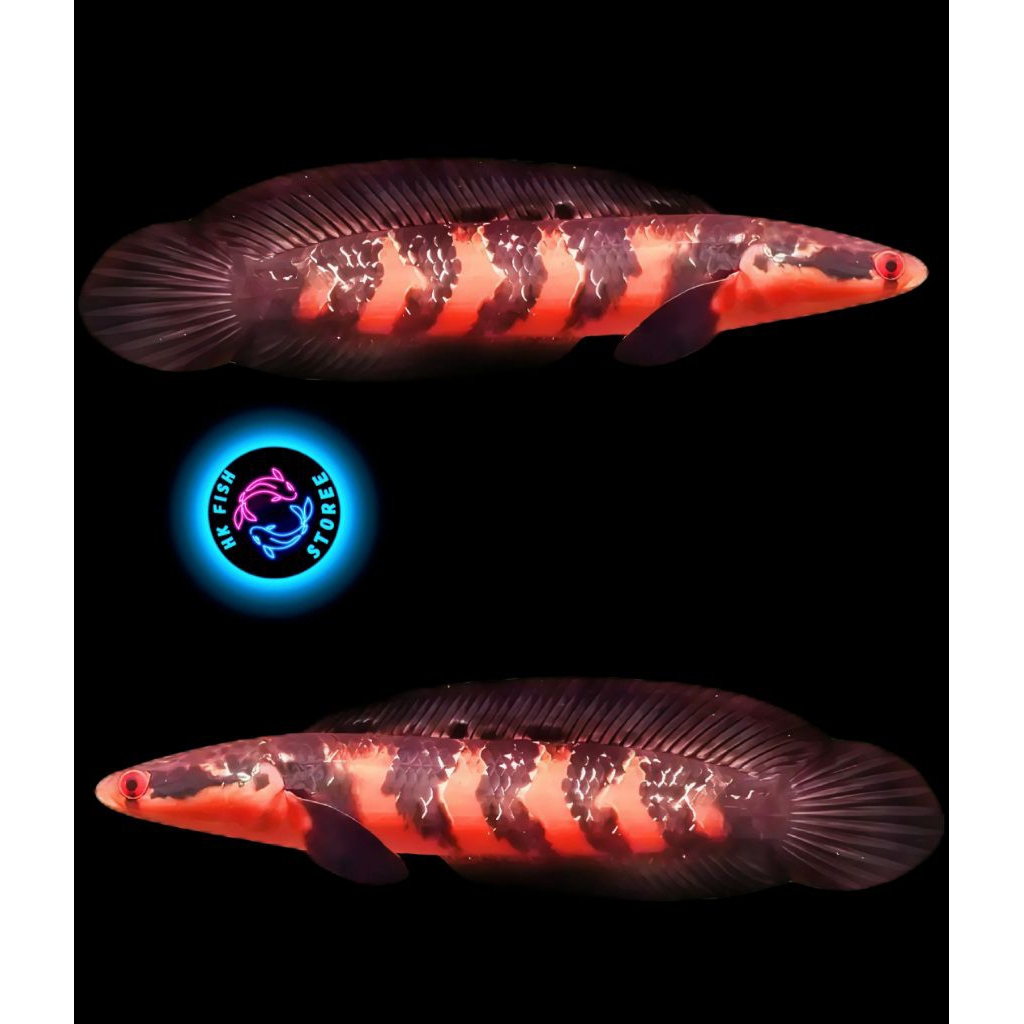 ( C O D ) Maru Red Barito 10-12 cm Bahan progres