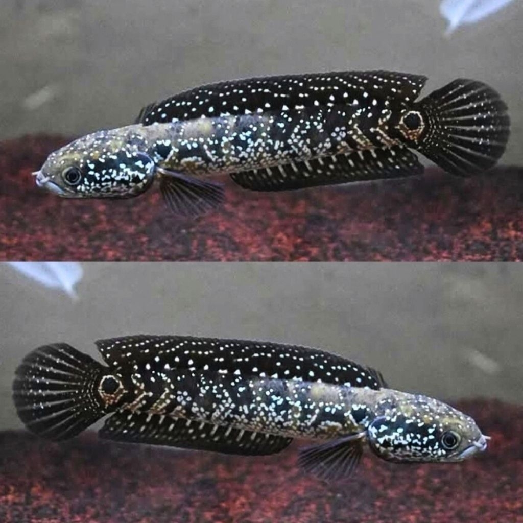 ( C.O.D ) Channa Asiatica / Asiatica Ws Bahan Terbaik