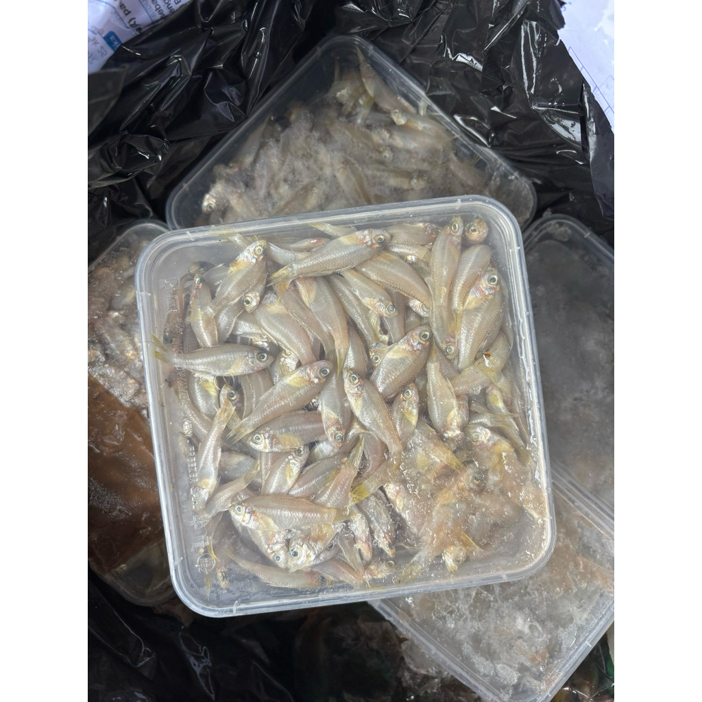 Ikan wader frozen 1kg