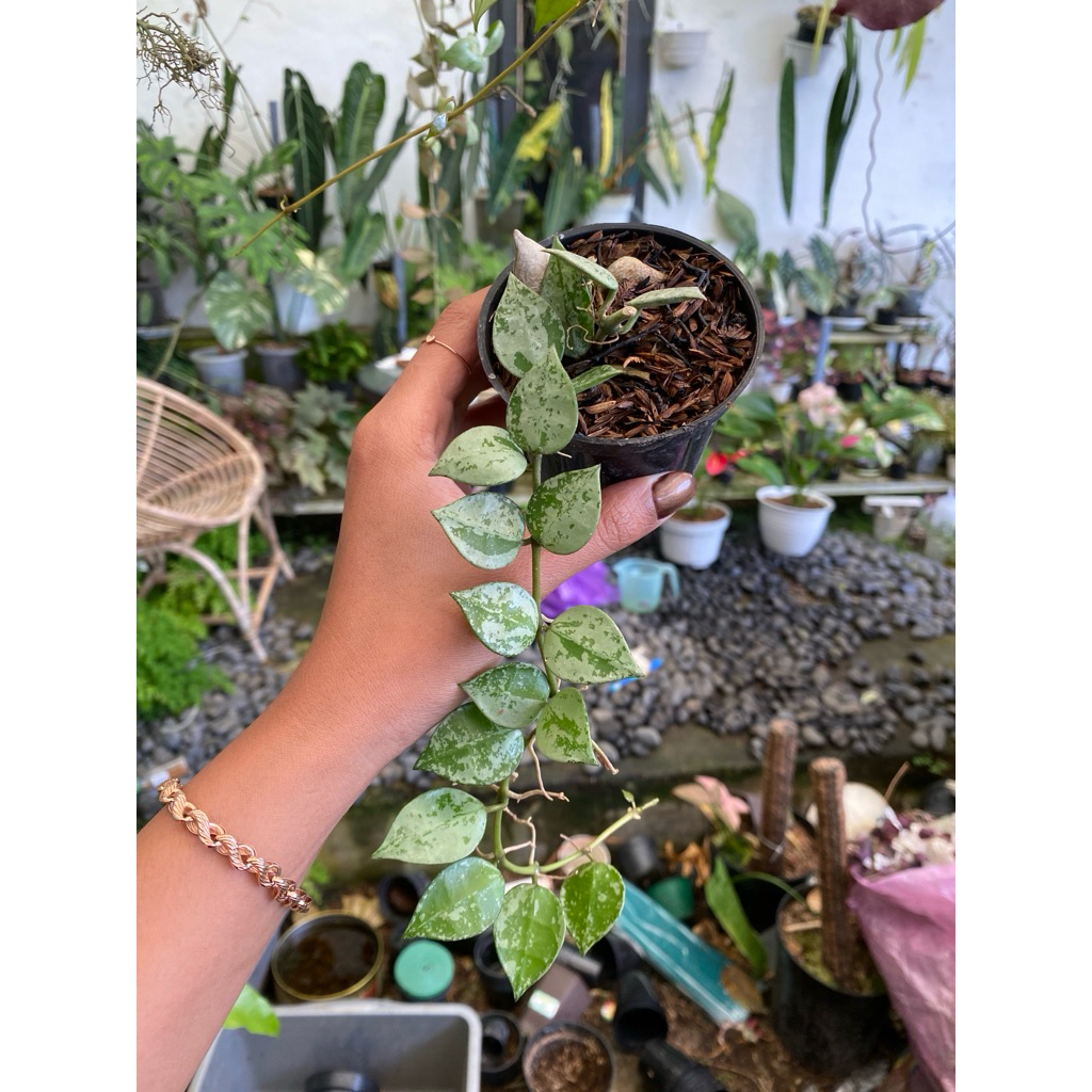 hoya lacunosa eskimo