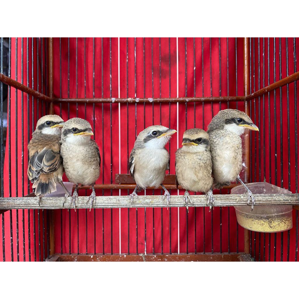 pentet lolohan jatim ori