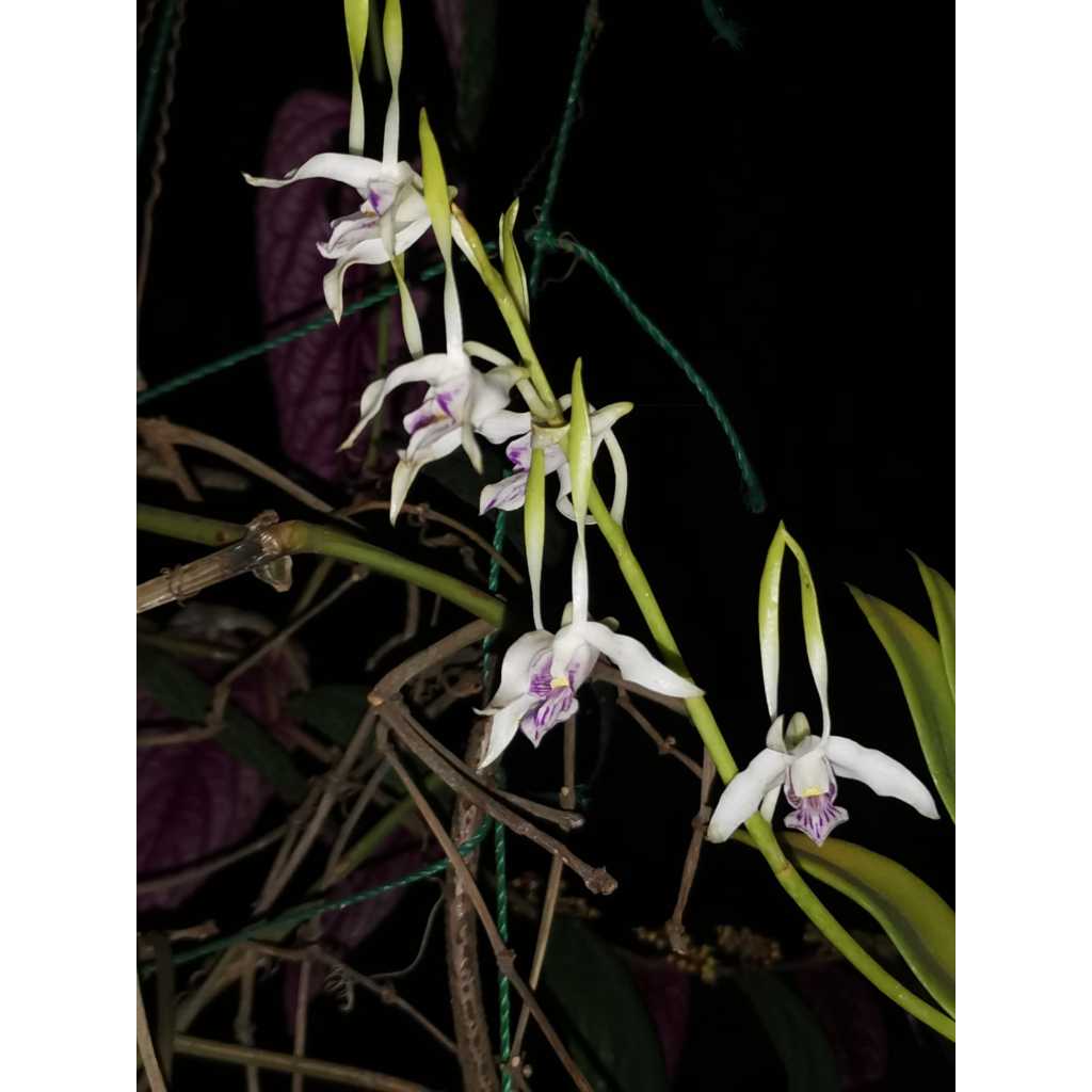 Anggrek Kelinci Papua (Dendrobium antennatum)