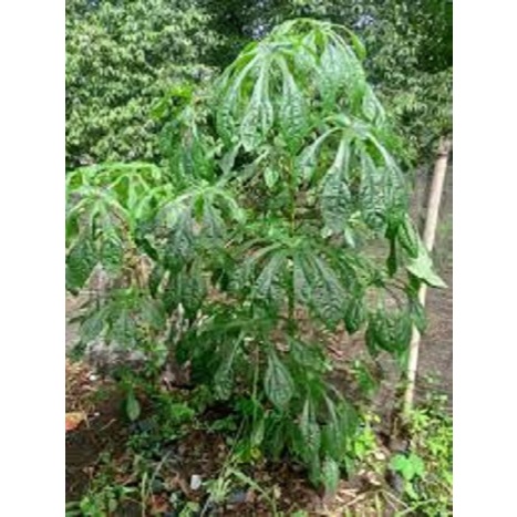 BIbit tanaman Ketela papua - Telo Papua