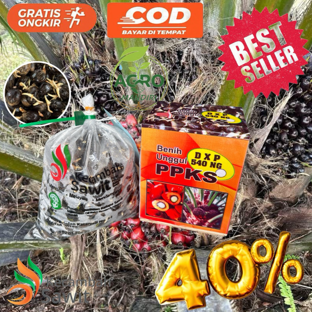 Kecambah Sawit PPKS Asli Medan - Berlabel & Bersertifikat