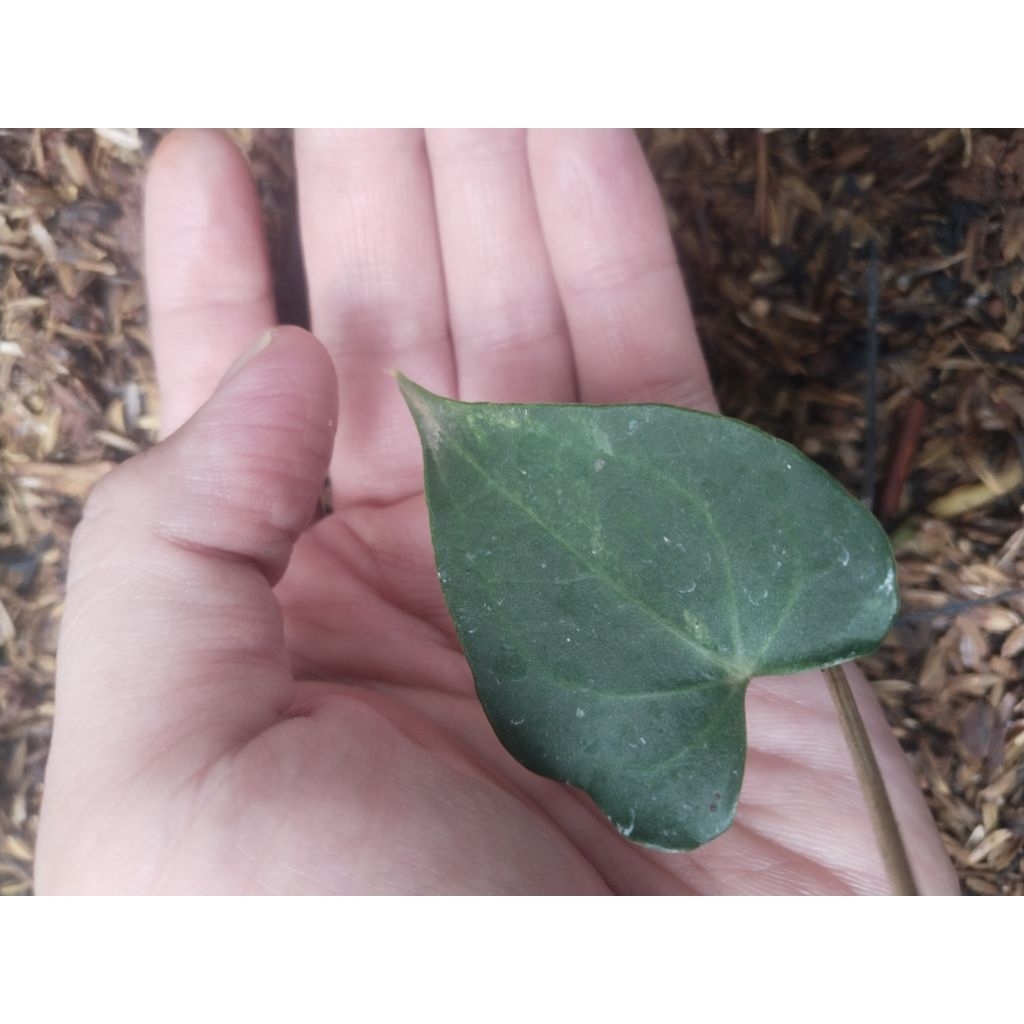 anthurium clarinervium tricolor dark form ( bonggol) ekonomis