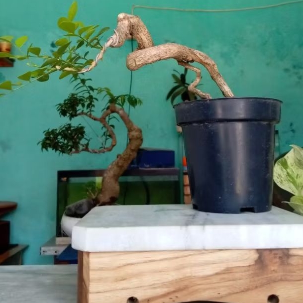 bonsai kemuning realpic