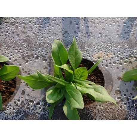 GUDANG BENIH - BENIH BAYAM JEPANG