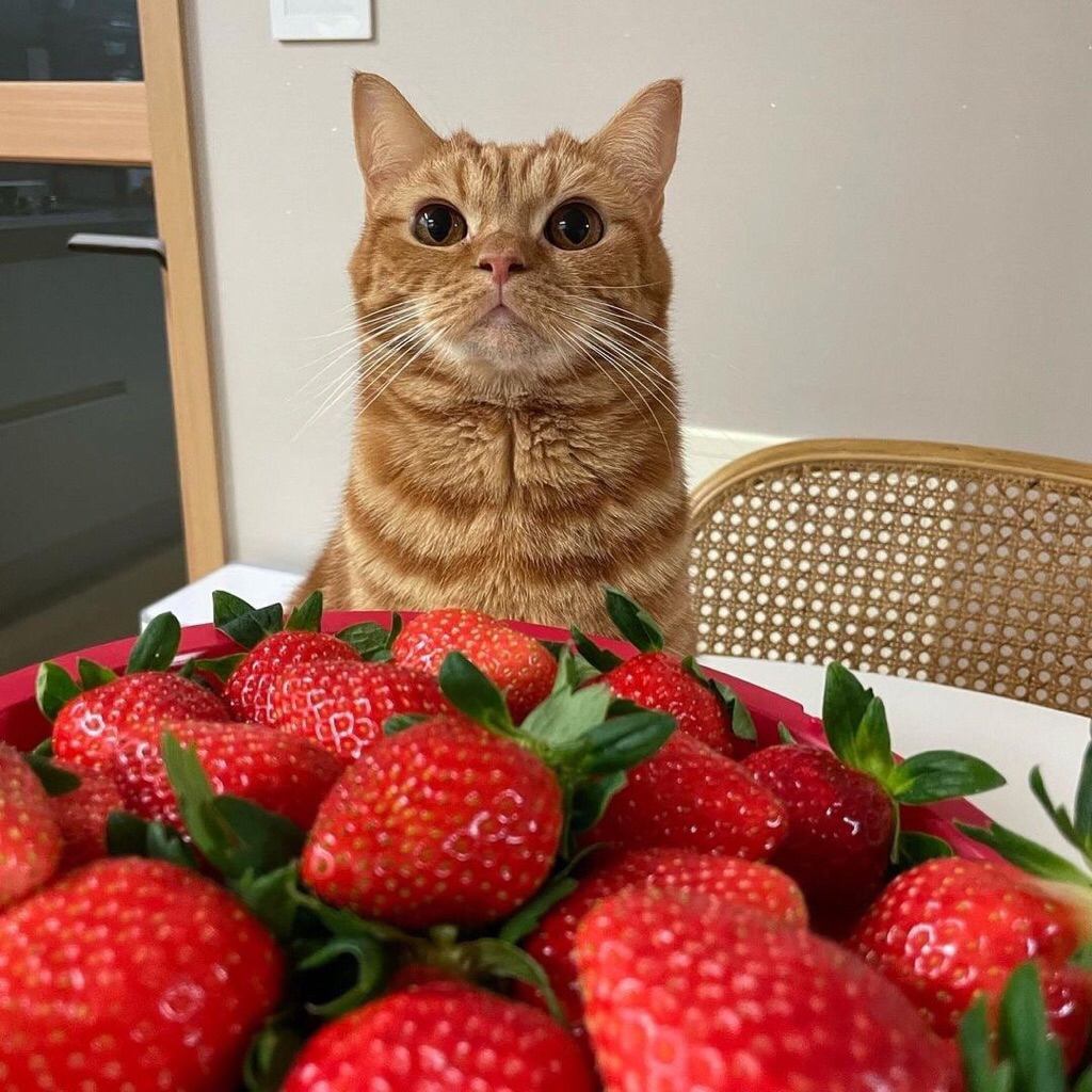 Fujifilm Instax Mini 7s