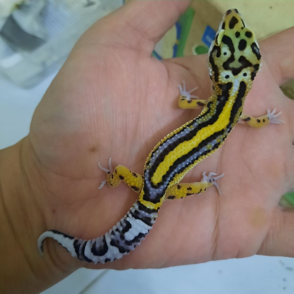 Mainan Anak Gecko leopard Bold Stripe Baby sesuai foto