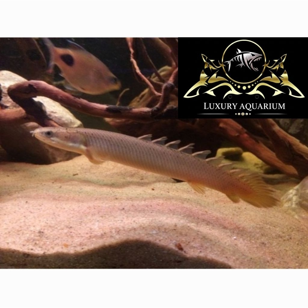 Palmas Senegalus 8cm - Ikan Naga Predator