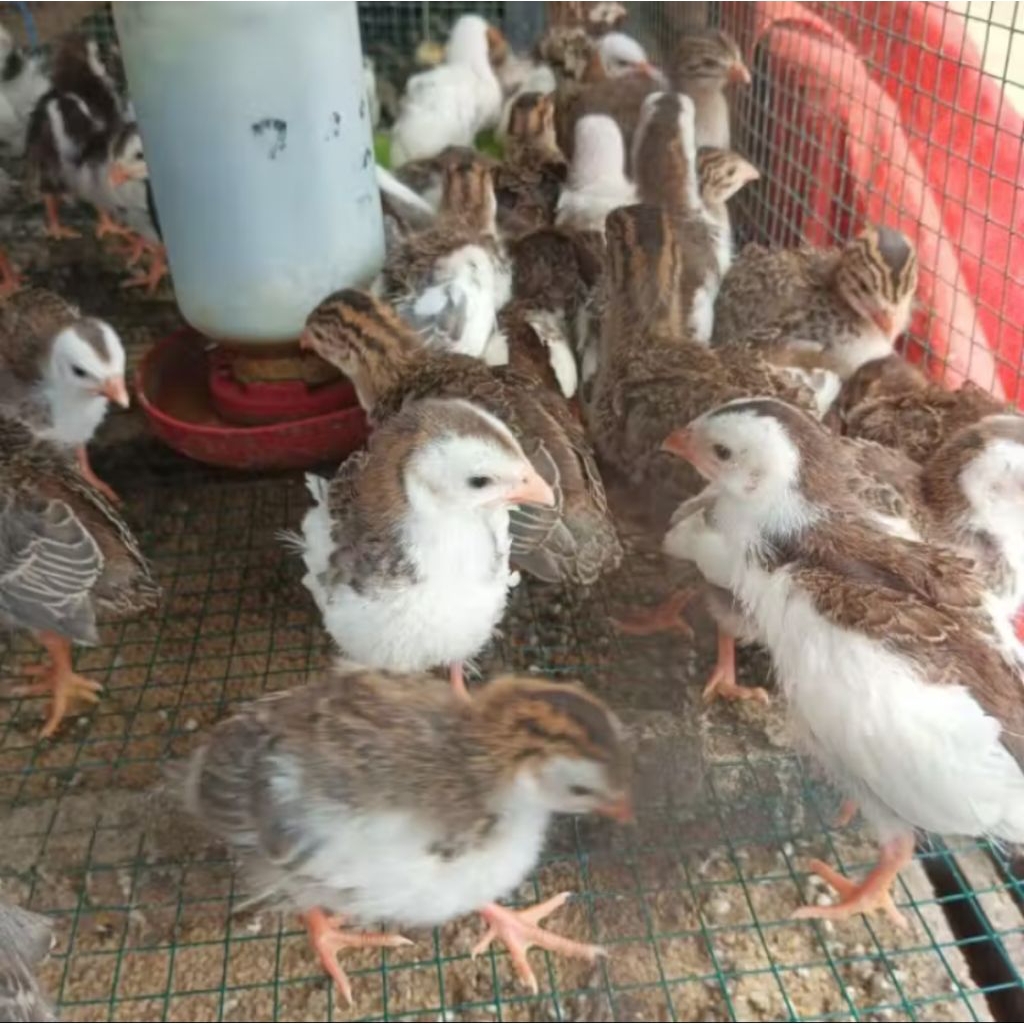 Ayam Mutiara - Ayam Hias