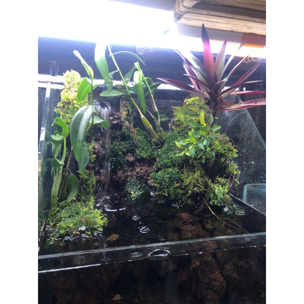 paludarium fullset size 30x30x30 cm fullset siap pandang