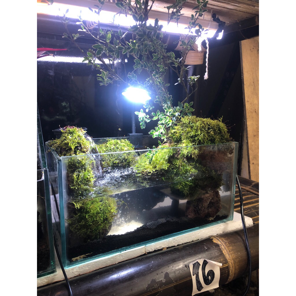 paludarium fullset mini size 30x15x15 cm siap pandang