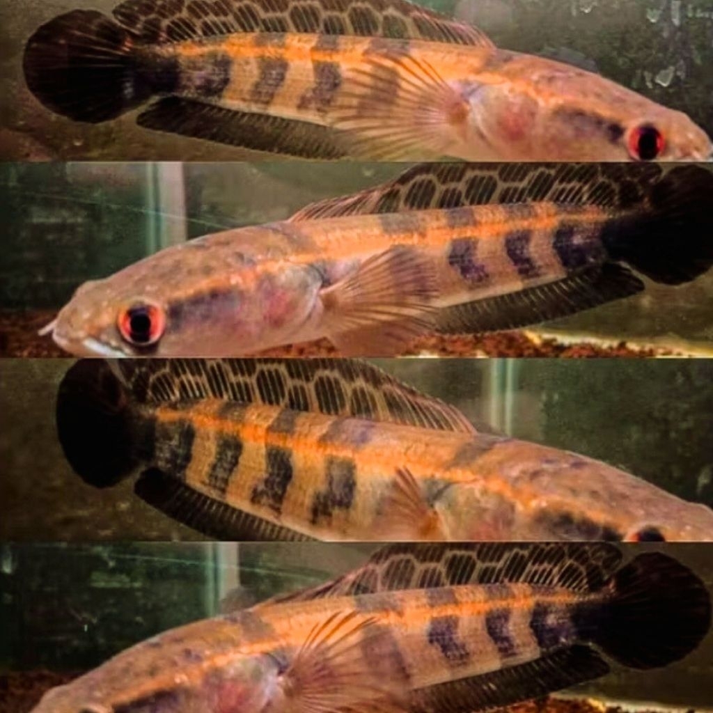 Channa Maru / Maru Red Barito Dorsal Batik