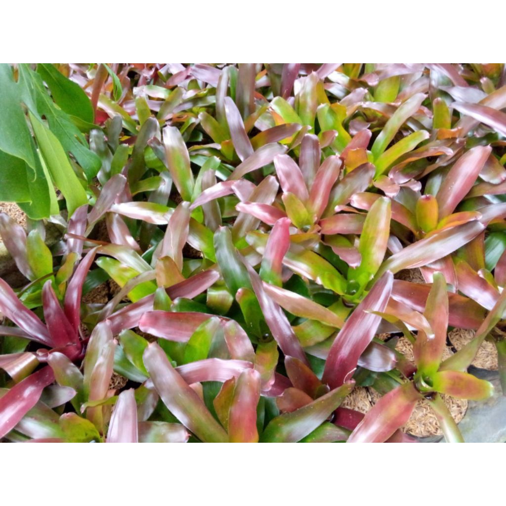 Tanaman Hias Bromelia merah besar