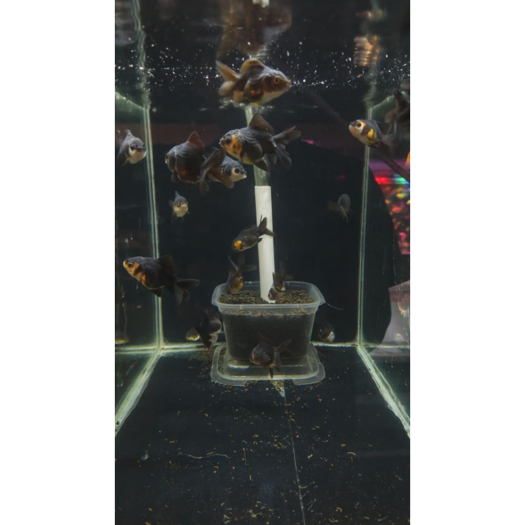 Promo Ikan Koki Black karasu dan Panda isi 2 Cantik dan murah