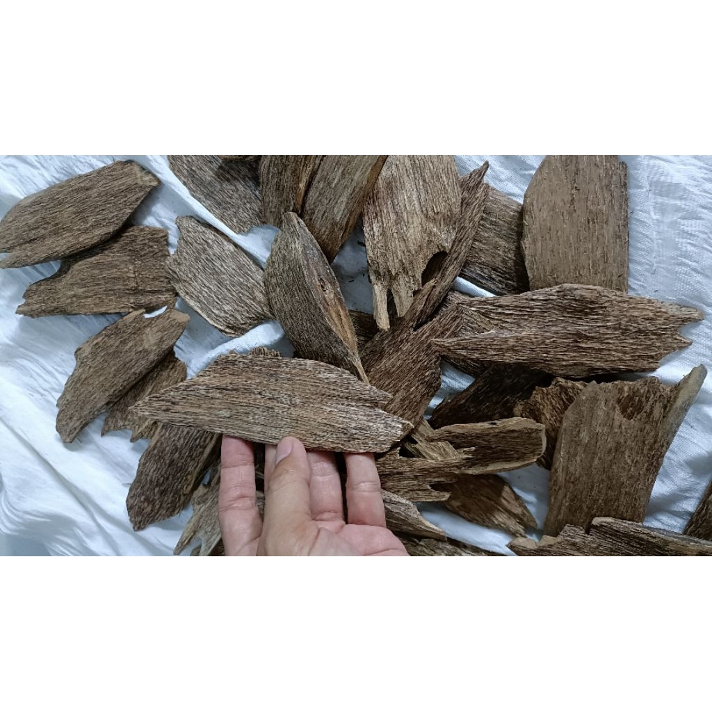 Gaharu Alam Kalimantan Timur AB