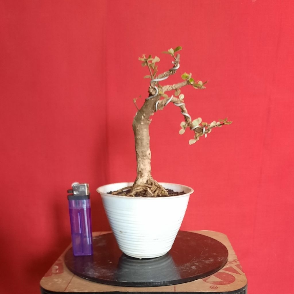 bonsai mirten duri realpict asli