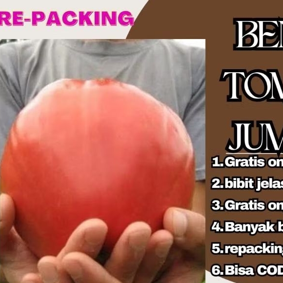 BENIH TOMAT JUMBO