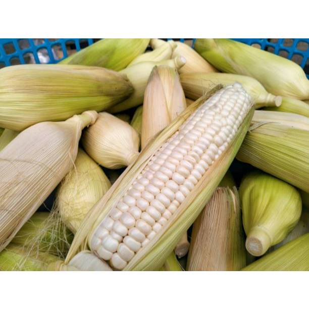 GUDANG BENIH - BENIH JAGUNG KETAN PUTIH