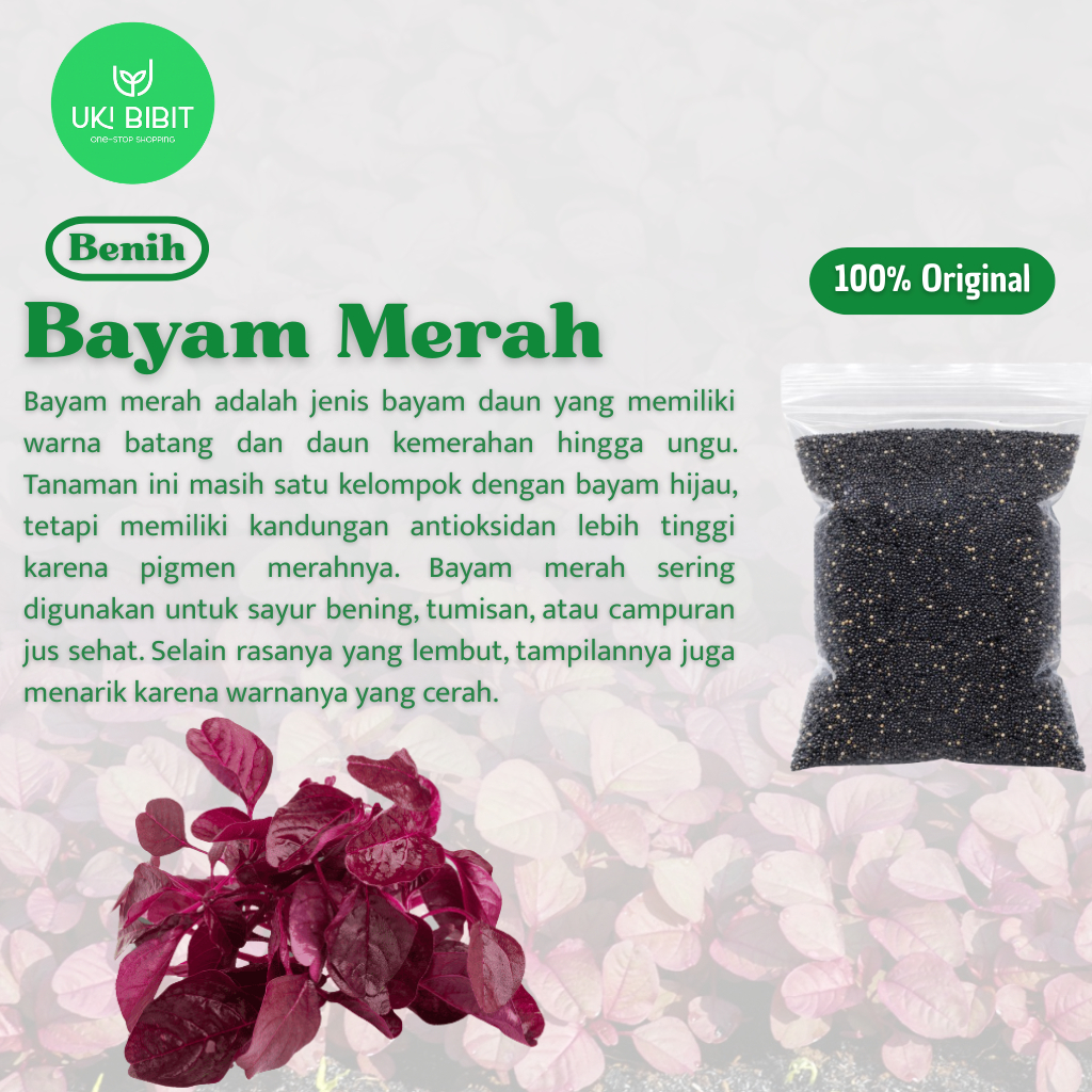 ( 500 Butir ) Benih Biji Bayam Merah | Bayam Cina | Red Amaranth