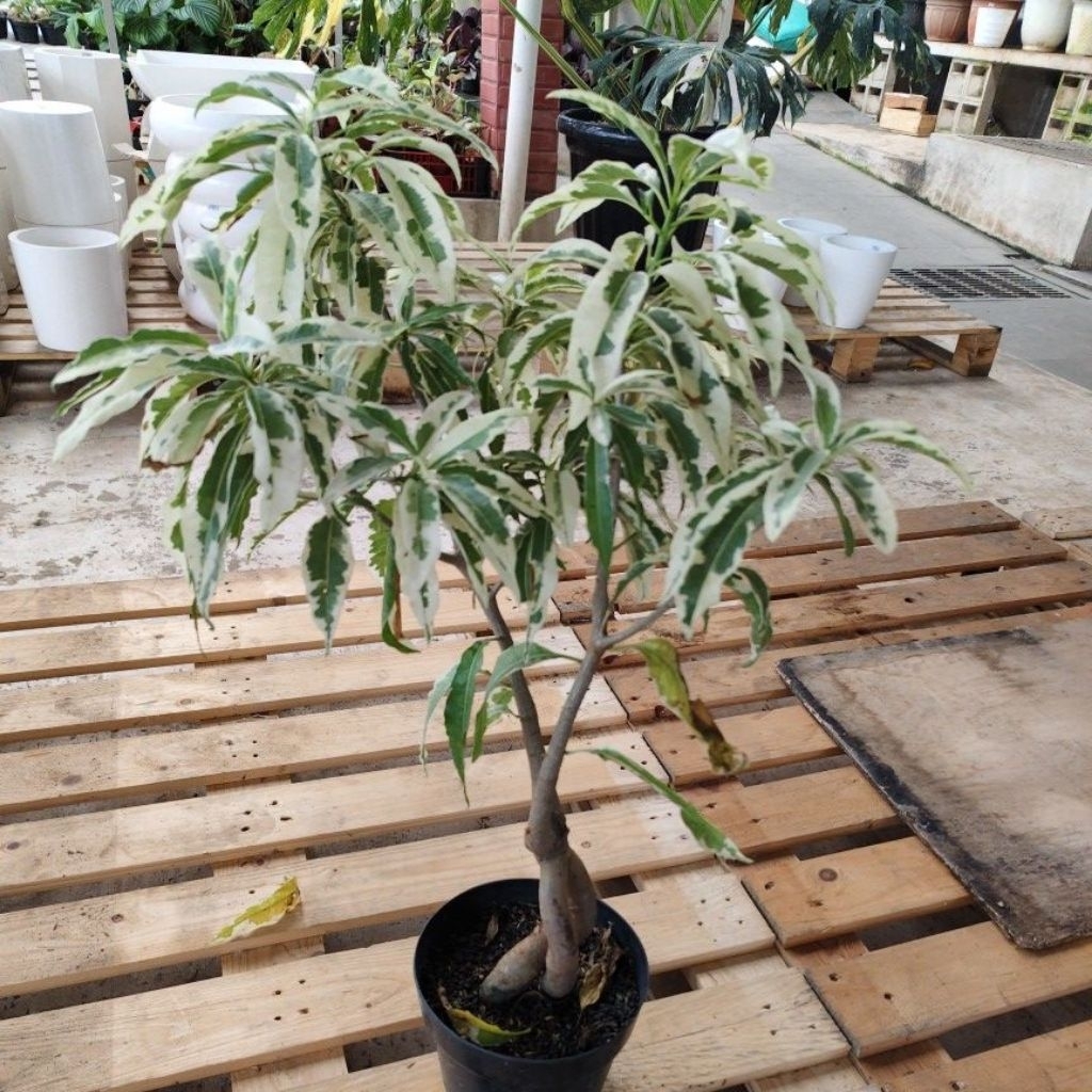 Baobab Tanaman Outdoor