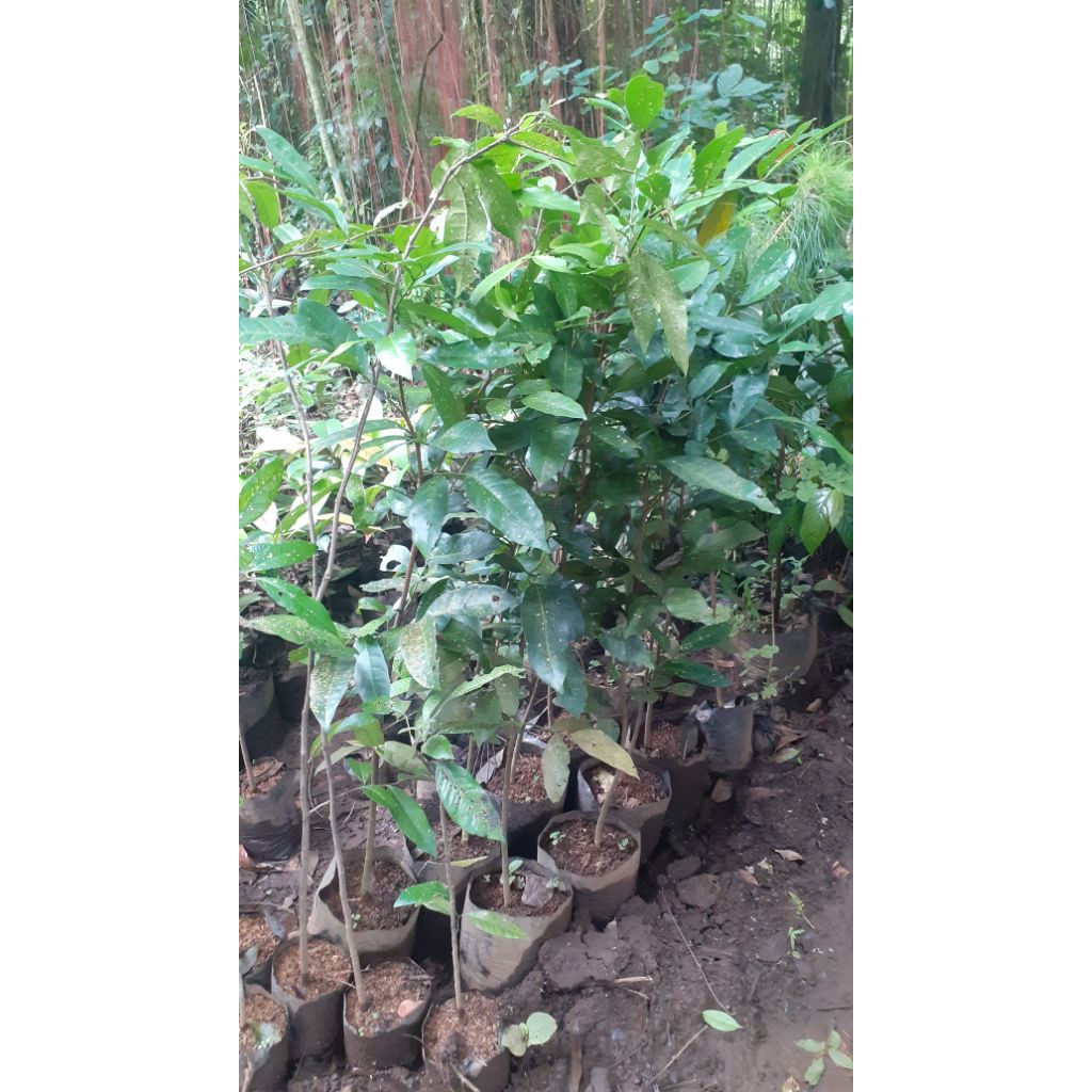 Bibit Cendana Bali - Pohon Tanaman Cendana Bali - Cendana Bali Asli