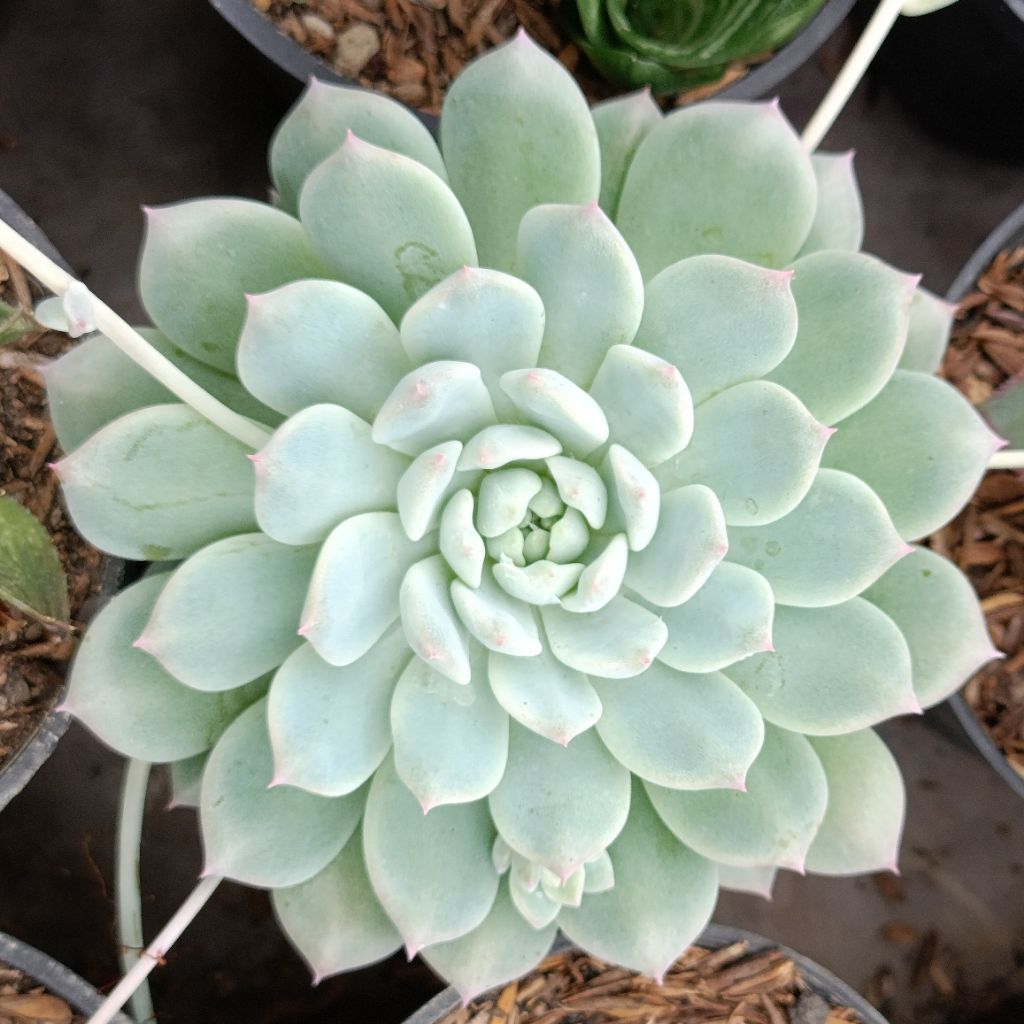 Tanaman Hias Sukulen: Echeveria prolifica