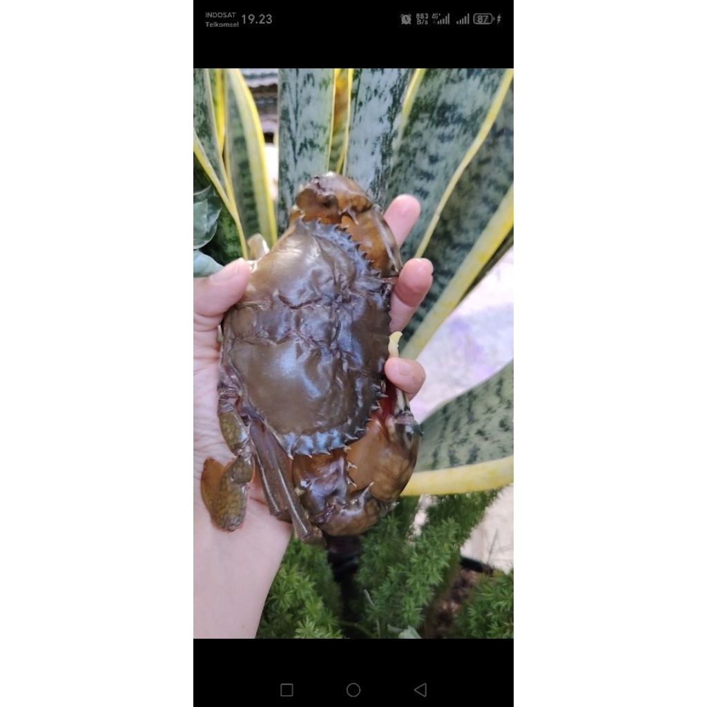 KEPITING SOKA