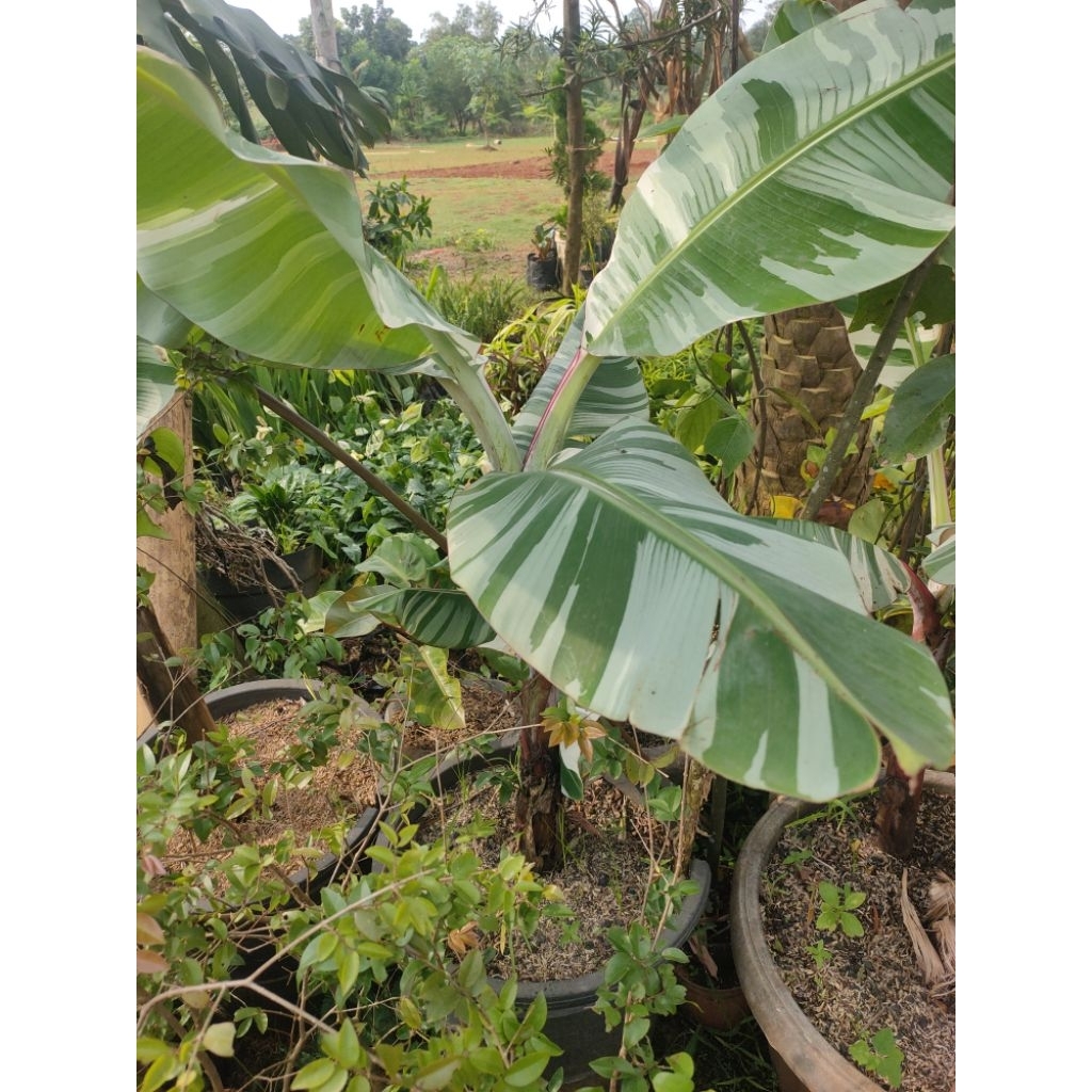 Tanaman hias pisang varigata musae florida