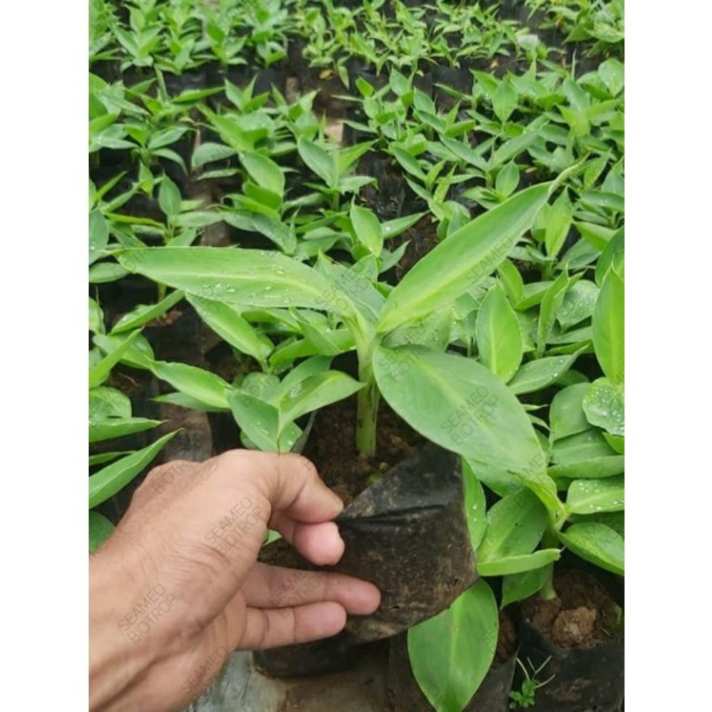 promo murah Bibit kultur jaringan pisang cavendish G9/grand nine