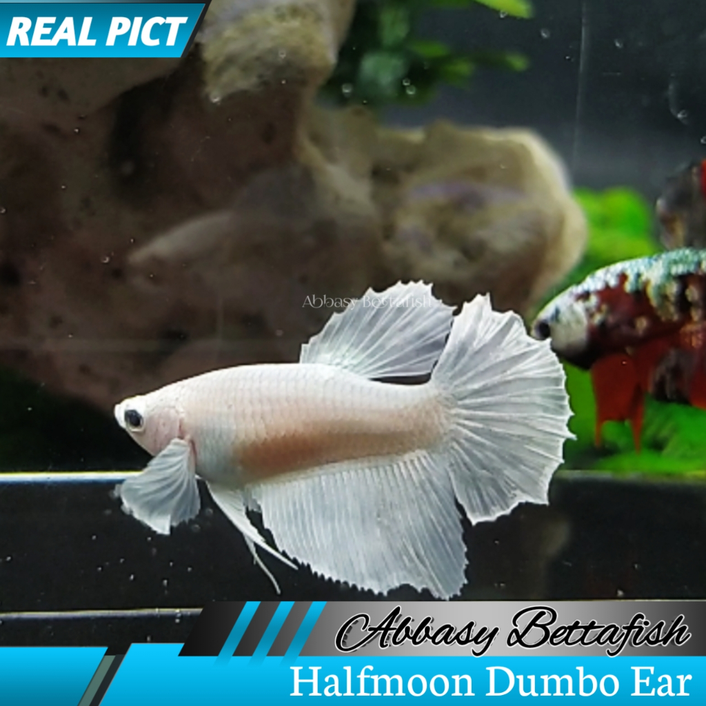 Halfmoon Dumbo Ear White Platinum Female Real Picture