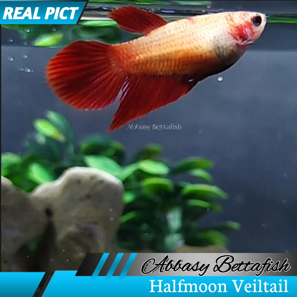 Hm Veiltail  Female Betina Real Picture