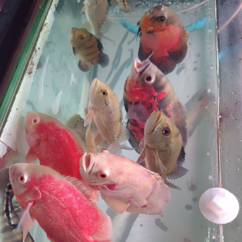 OSCAR OSKAR JUMBO PER EKOR PARIS/ALBINO/TEMBAGA/TIGER BATIK