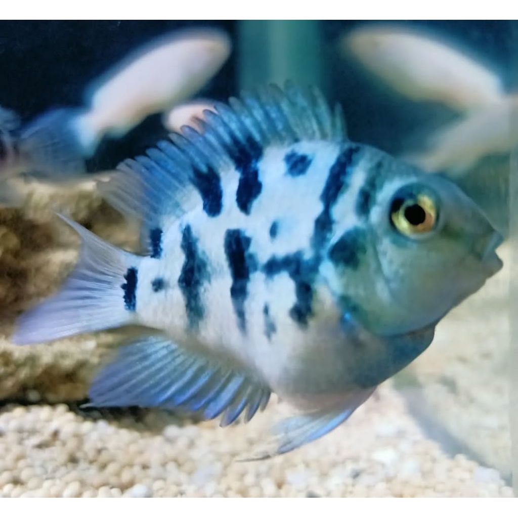 Blue polar perrot 2,5