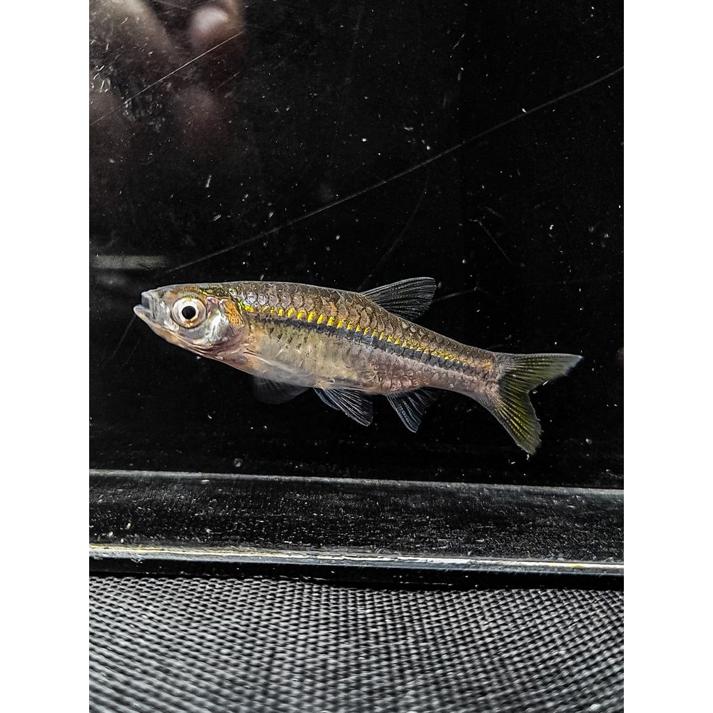 Hiasan Aquascape Silver Rasbora | Rasbora Argyrotaenia