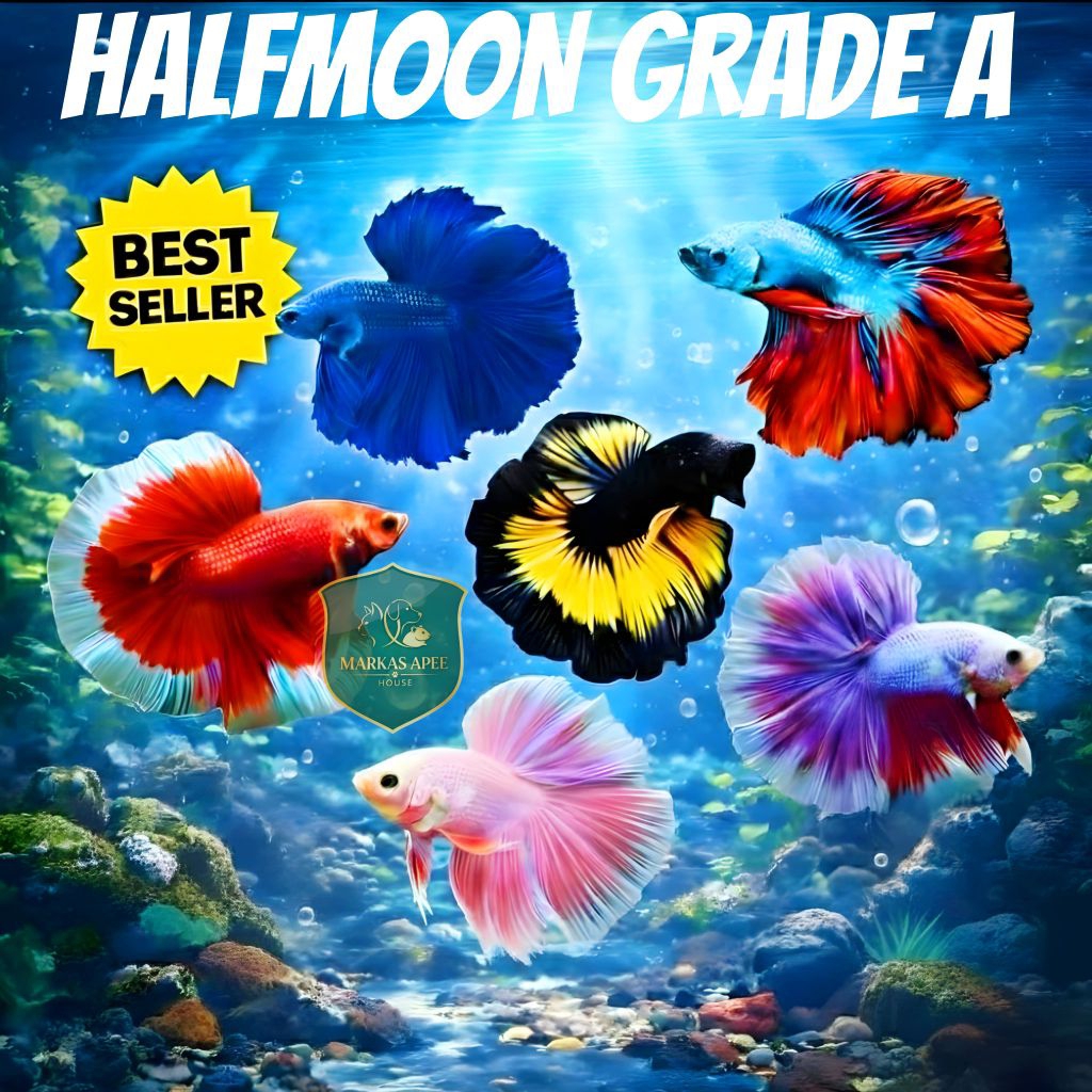 IKAN CUPANG JANTAN HALFMOON - MRKS3