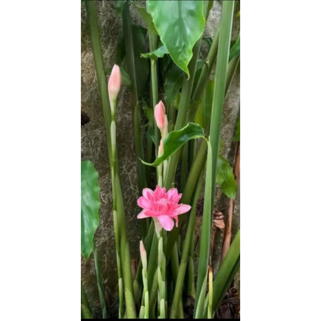 bibit kecombrang hijau/honje