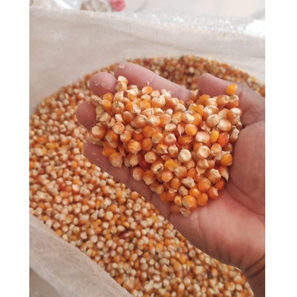 Jagung Bulat Madura - Jagung Ayam - Jagung Kering - Pakan Ternak