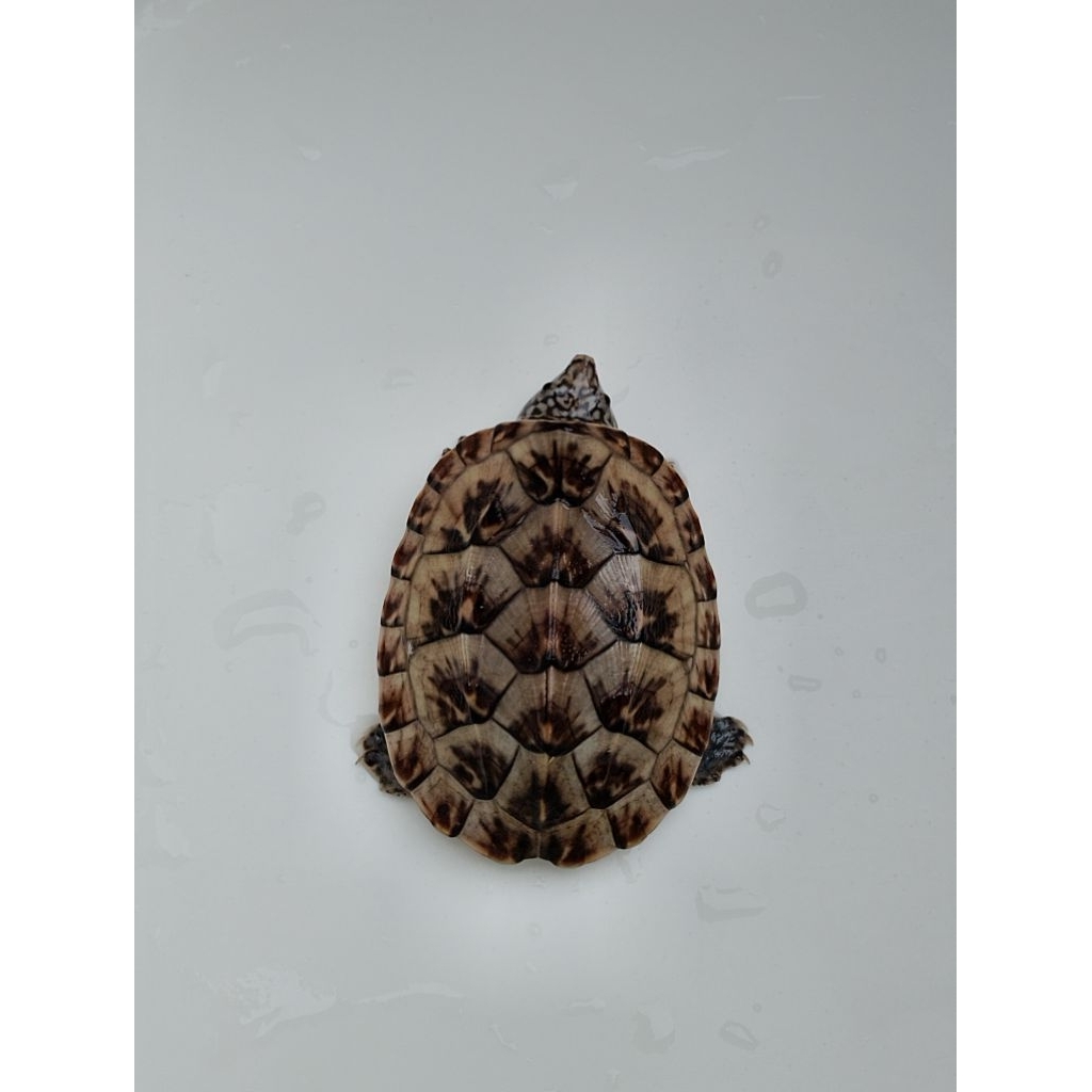 Mexican Giant Musk / MGM