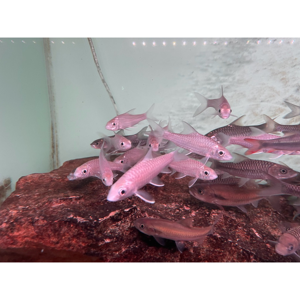 (stiker) Tor tambroides china 8-10 cm