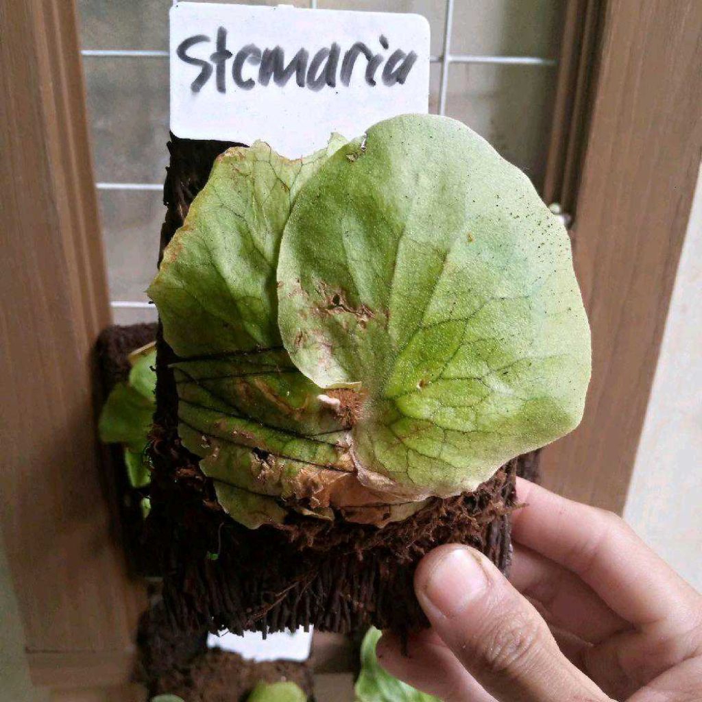 platycerium stemaria