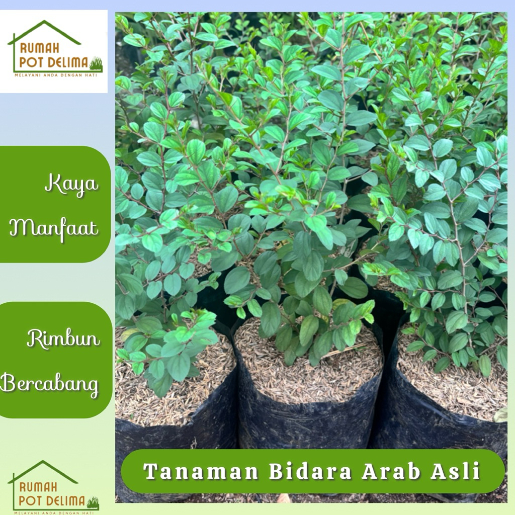 Pohon Bidara Arab Asli