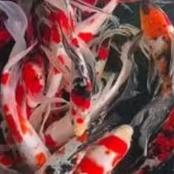 Koi Sanke & Kohaku Slayer Butterfly Size 25-30Cm Hiasan Aquarium Dan Kolam