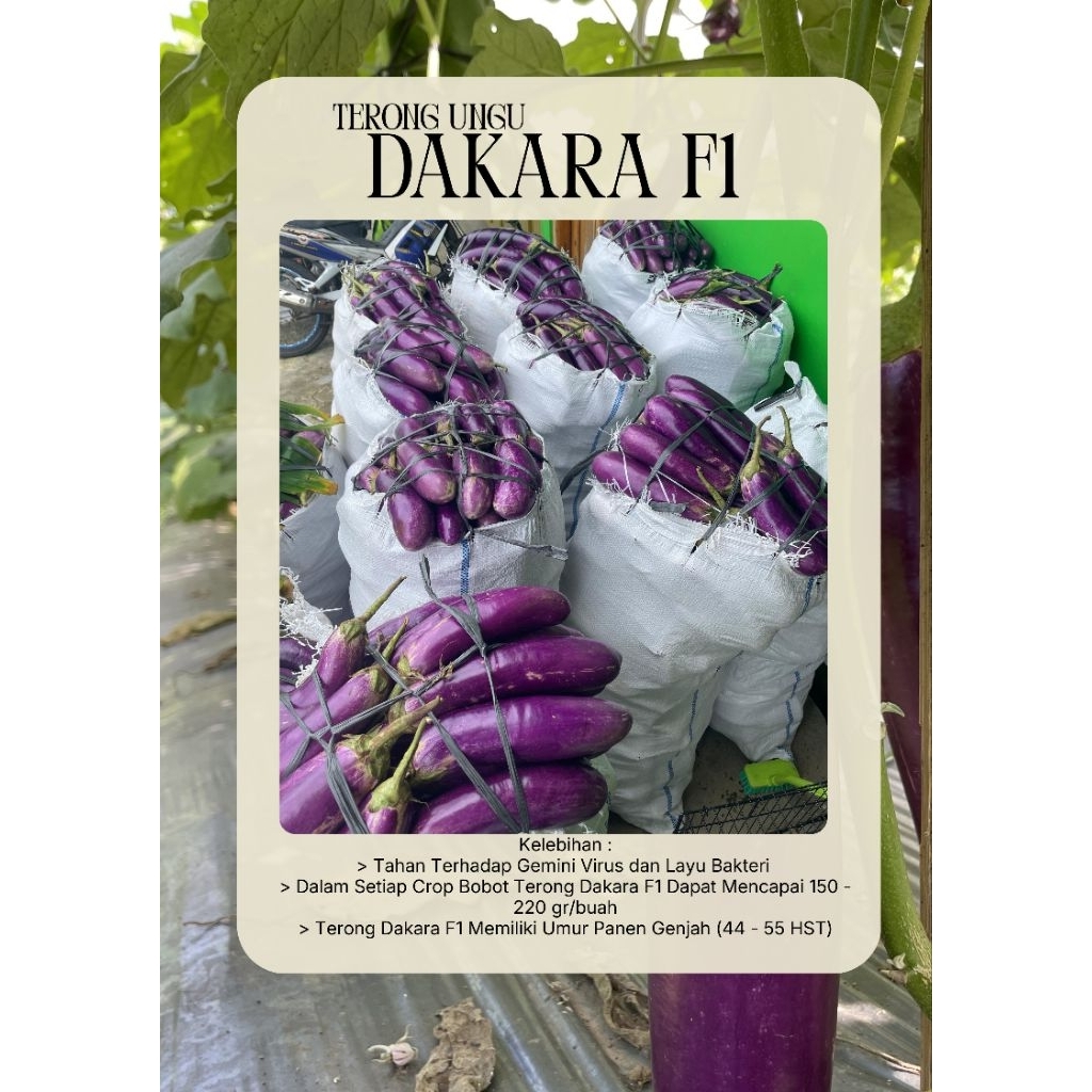 Benih Terong Ungu Panjang Unggul Tahan Virus Dakara F1 Ouval Seed Isi 5 gram Exp 2026