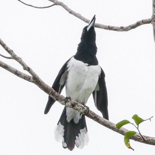 Jagal Papua Rajin Bunyi Mulus