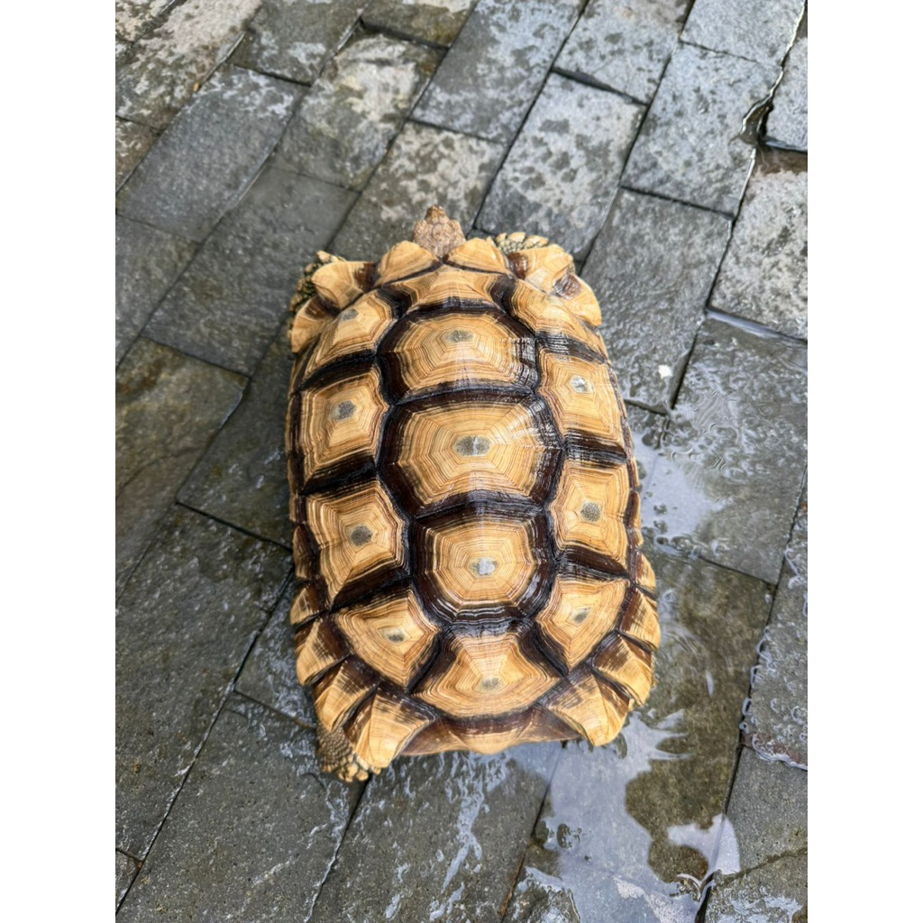 Kura Kura Sulcata 30cm